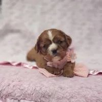 AKC Ember, a female Cavalier King Charles Spaniel for sale in Elizabethton, TN – 9 of 9