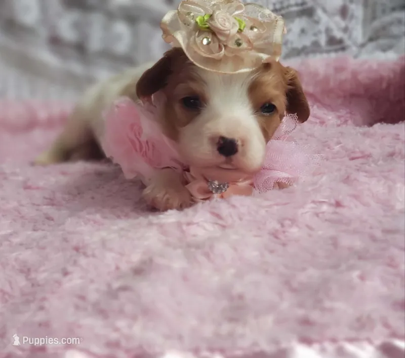 Rosie  – Cavalier King Charles Spaniel puppy for sale in Elizabethton, TN