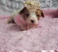 Rosie , a female Cavalier King Charles Spaniel for sale in Elizabethton, TN – 1 of 10