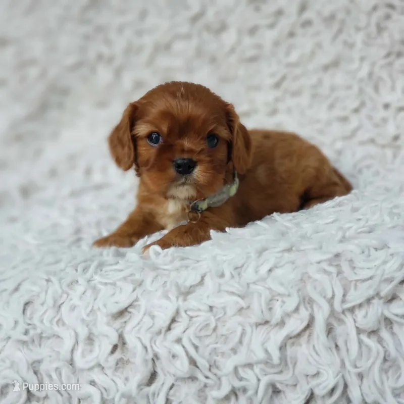 AKC Ferguson – Cavalier King Charles Spaniel puppy for sale in Elizabethton, TN