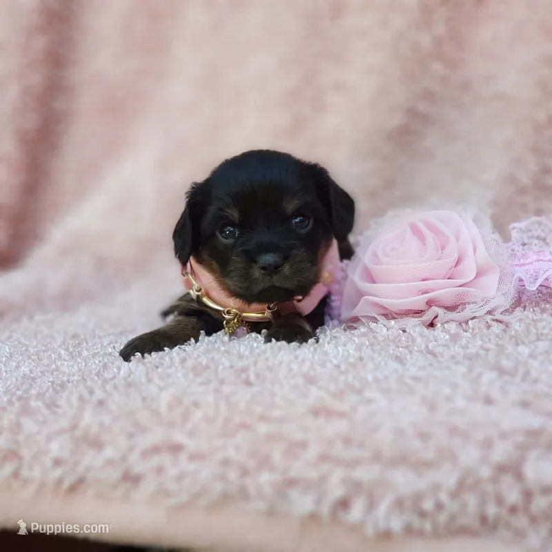 Daisy  – Cavalier King Charles Spaniel, Chihuahua puppy for sale in Elizabethton, TN