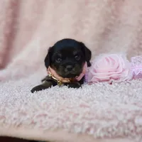 Daisy , a female Cavalier King Charles Spaniel and Chihuahua for sale in Elizabethton, TN – 1 of 7