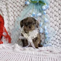 Toby, a male Cavapoo for sale in Elizabethton, TN – 2 of 5