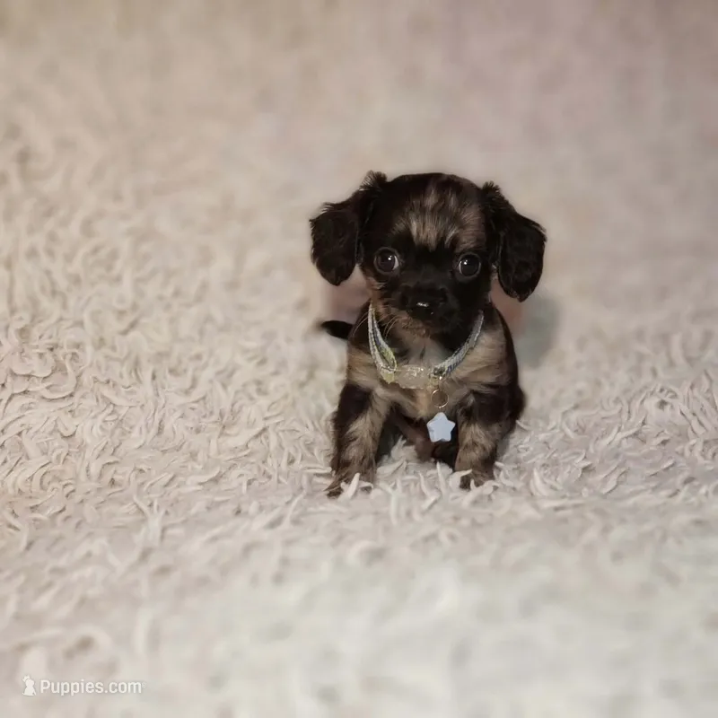 Noah – Cavalier King Charles Spaniel, Chihuahua puppy for sale in Elizabethton, TN