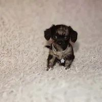 Noah, a male Cavalier King Charles Spaniel and Chihuahua for sale in Elizabethton, TN – 1 of 6