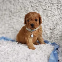 Reuben, a male Cavalier King Charles Spaniel and Poodle - Toy  for sale in Elizabethton, TN – 4 of 7