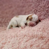 AKC Courtney, a female Cavalier King Charles Spaniel for sale in Elizabethton, TN – 4 of 5