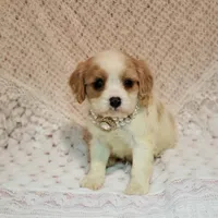 processed/c85b763b-3f1d-4605-8e82-539e124e8bfc/listing/19e0b995-55ec-45cb-bc3e-007f697c395e/39be80ca-4fbf-44e1-ae9c-bc99ddae885f