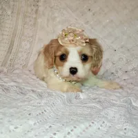 processed/c85b763b-3f1d-4605-8e82-539e124e8bfc/listing/19e0b995-55ec-45cb-bc3e-007f697c395e/8e9e846b-55e1-481b-83be-3ff1371f28d6