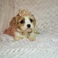 processed/c85b763b-3f1d-4605-8e82-539e124e8bfc/listing/19e0b995-55ec-45cb-bc3e-007f697c395e/9a152eb4-cfe6-4b99-9063-7d89e6da89ee