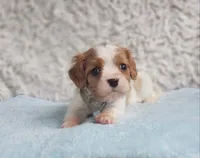 Westley, a male Cavalier King Charles Spaniel for sale in Elizabethton, TN – 4 of 7