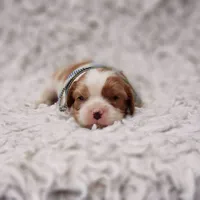 AKC Remi, a male Cavalier King Charles Spaniel for sale in Elizabethton, TN – 5 of 6