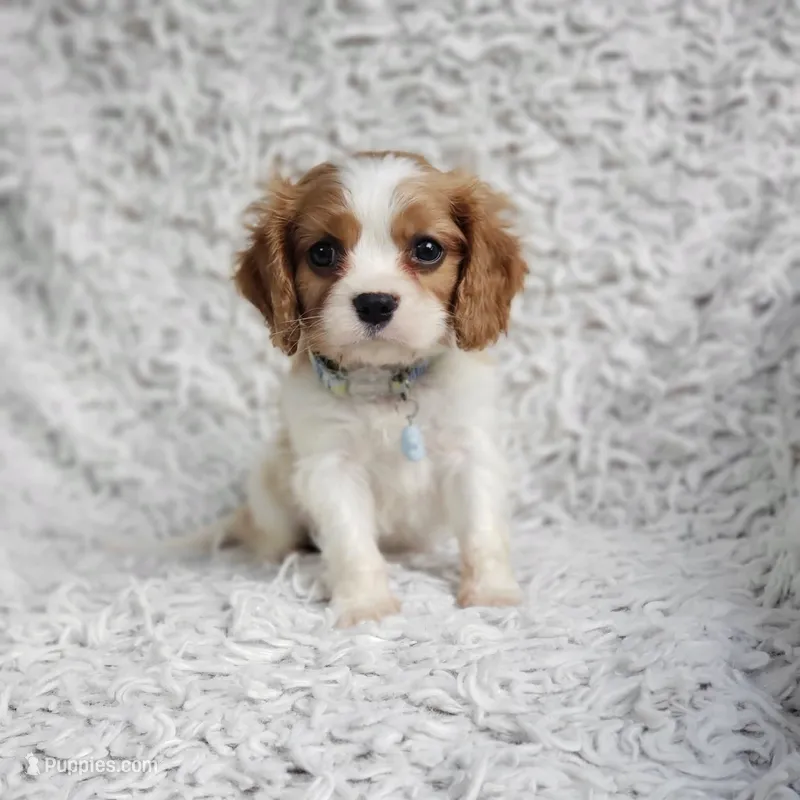 Westley, a male Cavalier King Charles Spaniel for sale in Elizabethton, TN – 1 of 8