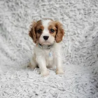 Westley, a male Cavalier King Charles Spaniel for sale in Elizabethton, TN – 1 of 8
