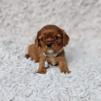 AKC Ferguson, a male Cavalier King Charles Spaniel for sale in Elizabethton, TN – 4 of 10