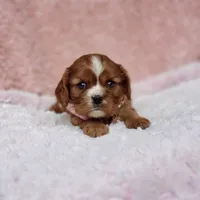 AKC Georgia, a female Cavalier King Charles Spaniel for sale in Elizabethton, TN – 8 of 10