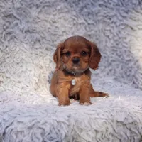 AKC Ferguson, a male Cavalier King Charles Spaniel for sale in Elizabethton, TN – 4 of 6