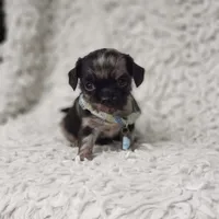 Noah, a male Cavalier King Charles Spaniel and Chihuahua for sale in Elizabethton, TN – 3 of 10