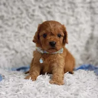 Reuben, a male Cavalier King Charles Spaniel and Poodle - Toy  for sale in Elizabethton, TN – 6 of 7