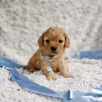 Presley, a male Cavalier King Charles Spaniel and Poodle - Toy  for sale in Elizabethton, TN – 10 of 10