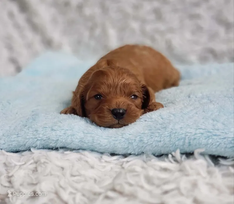 Reuben – Cavapoo puppy for sale in Elizabethton, TN
