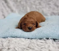 Reuben, a male Cavapoo for sale in Elizabethton, TN – 1 of 4