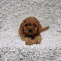 Reuben, a male Cavalier King Charles Spaniel and Poodle - Toy  for sale in Elizabethton, TN – 5 of 10