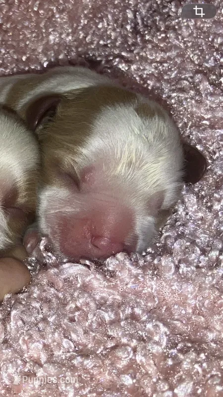 Gracie – Cavalier King Charles Spaniel puppy for sale in Elizabethton, TN
