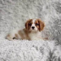 Westley, a male Cavalier King Charles Spaniel for sale in Elizabethton, TN – 3 of 4