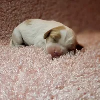 AKC Courtney, a female Cavalier King Charles Spaniel for sale in Elizabethton, TN – 3 of 5