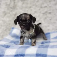 Noah, a male Cavalier King Charles Spaniel and Chihuahua for sale in Elizabethton, TN – 7 of 9