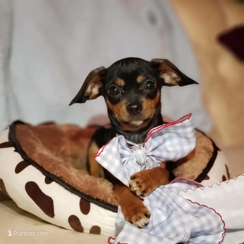 Riley – Cavalier King Charles Spaniel, Chihuahua puppy for sale in Elizabethton, TN
