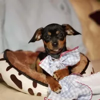 Riley, a male Cavalier King Charles Spaniel and Chihuahua for sale in Elizabethton, TN – Photo 1 of 9