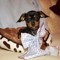 Riley, a male Cavalier King Charles Spaniel and Chihuahua for sale in Elizabethton, TN – Photo 3 of 9