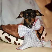 Riley, a male Cavalier King Charles Spaniel and Chihuahua for sale in Elizabethton, TN – Photo 5 of 9