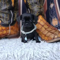 Jake, a male Cavalier King Charles Spaniel and Chihuahua for sale in Elizabethton, TN – 8 of 8