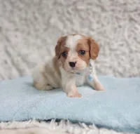 Westley, a male Cavalier King Charles Spaniel for sale in Elizabethton, TN – 5 of 7