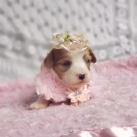 Rosie , a female Cavalier King Charles Spaniel for sale in Elizabethton, TN – 4 of 10