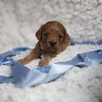 Reuben, a male Cavalier King Charles Spaniel and Poodle - Toy  for sale in Elizabethton, TN – 9 of 9
