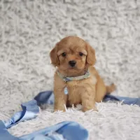 Liam, a male Cavalier King Charles Spaniel and Poodle - Toy  for sale in Elizabethton, TN – 4 of 6