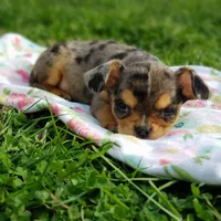 Neveah, a female Cavalier King Charles Spaniel and Chihuahua for sale in Elizabethton, TN – Photo 6 of 9