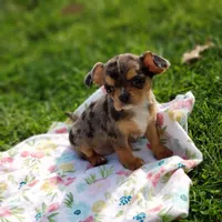 Neveah, a female Cavalier King Charles Spaniel and Chihuahua for sale in Elizabethton, TN – Photo 9 of 9