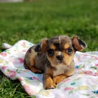 Neveah, a female Cavalier King Charles Spaniel and Chihuahua for sale in Elizabethton, TN – Photo 4 of 9