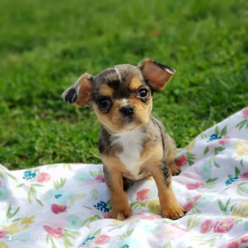 Nova – Cavalier King Charles Spaniel, Chihuahua puppy for sale in Elizabethton, TN