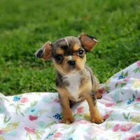 Neveah, a female Cavalier King Charles Spaniel and Chihuahua for sale in Elizabethton, TN – Photo 1 of 9