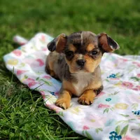Neveah, a female Cavalier King Charles Spaniel and Chihuahua for sale in Elizabethton, TN – Photo 5 of 9