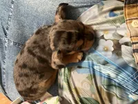 Neveah, a female Cavalier King Charles Spaniel and Chihuahua for sale in Elizabethton, TN – Photo 3 of 9