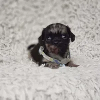 Noah, a male Cavalier King Charles Spaniel and Chihuahua for sale in Elizabethton, TN – 6 of 10