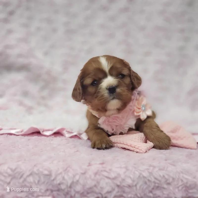 AKC Ember – Cavalier King Charles Spaniel puppy for sale in Elizabethton, TN