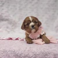 AKC Ember, a female Cavalier King Charles Spaniel for sale in Elizabethton, TN – 1 of 9